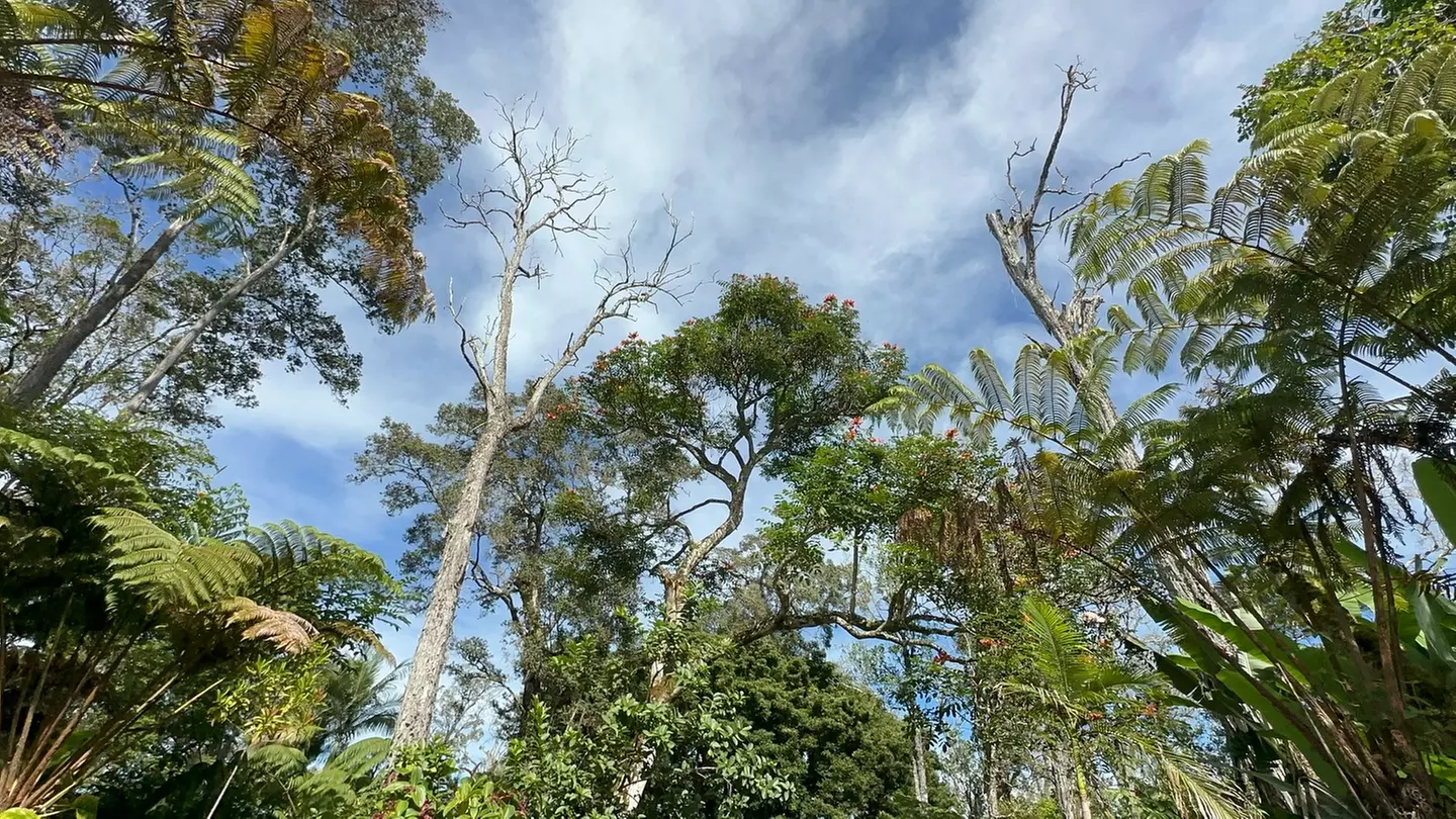 Discover Nature with Buddha Kona Coffee Tour