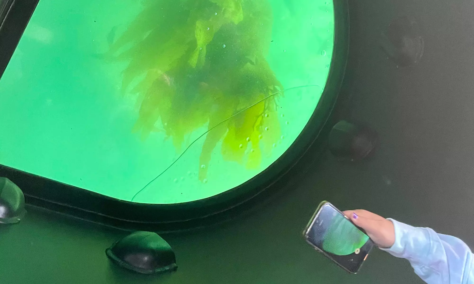 Enjoy One Hour Glass Bottom Boat Eco-Harbour Tour For One, Two or Four