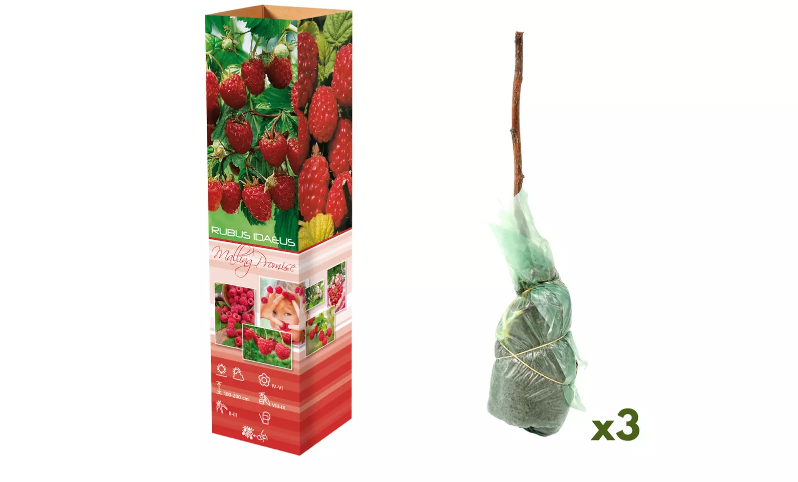 Set van 3 of 6 frambozenplanten en/of bramenplanten - Image 3