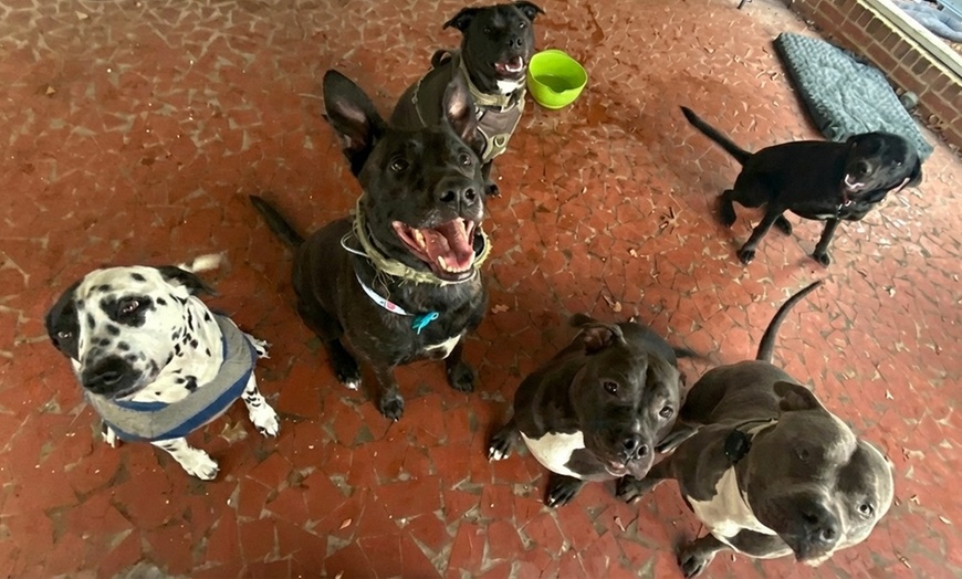 Image 3: 1,3 or 5 Day Dog Daycare Packages Monday to Friday