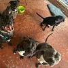 Image 3: 1,3 or 5 Day Dog Daycare Packages Monday to Friday