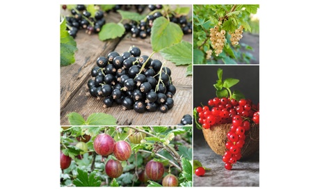 OH2 Beeren,Rote Stachelbeere , 2er-Set