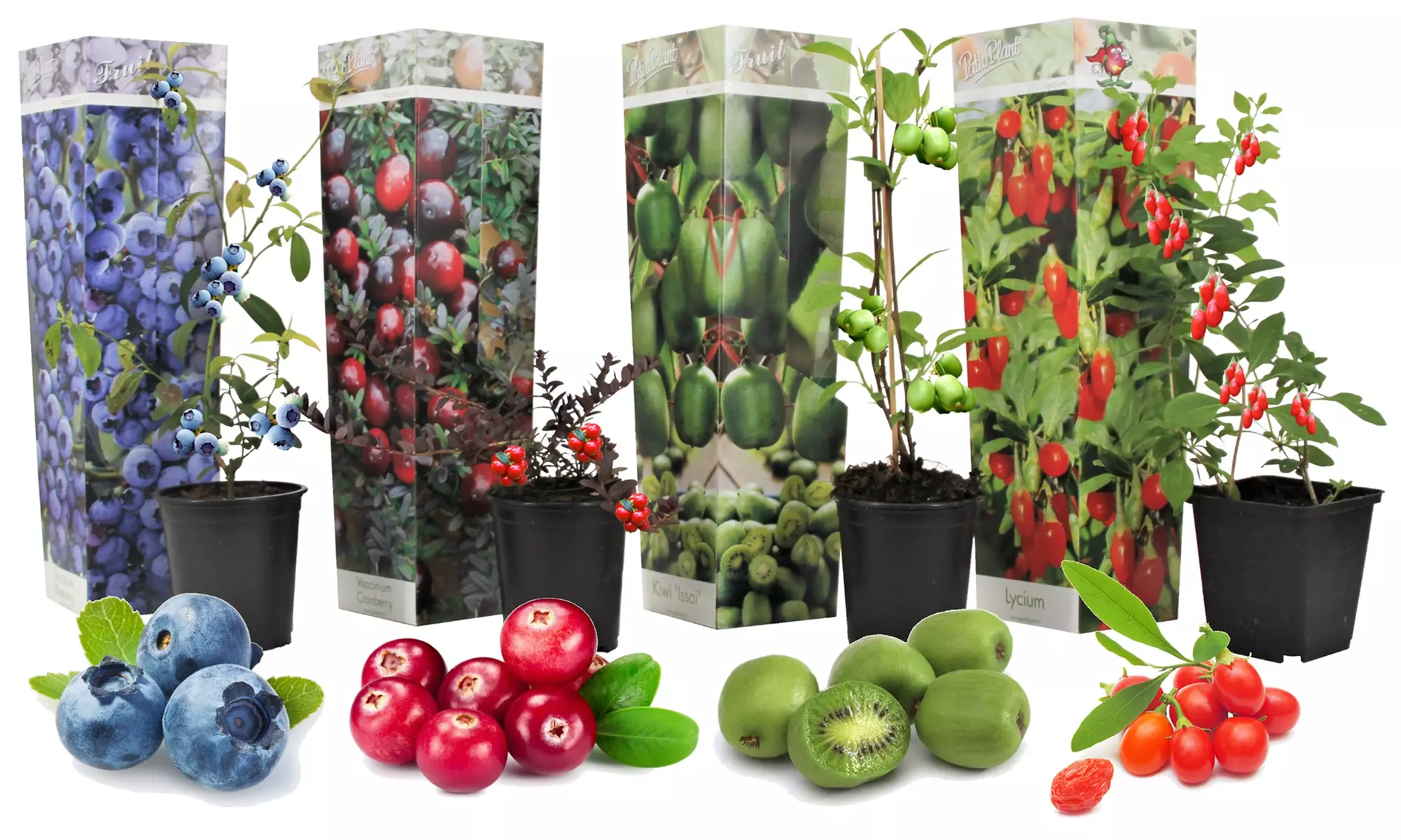 Set di 4 piante assortite da frutto, con spedizione gratuita - Primary Image