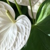 Image 14: Anthurium