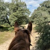 Image 1: Paseo a caballo por el Berguedà