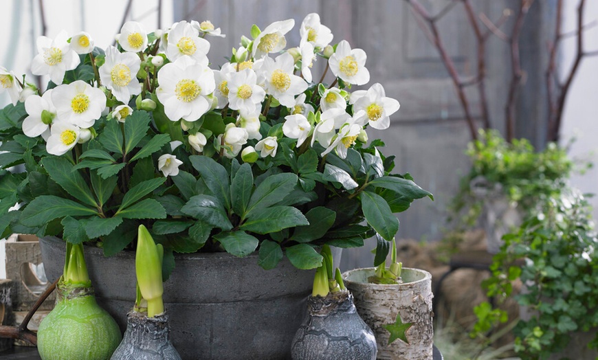 Image 1: 3 o 6 plantas Helleborus Niger (eléboro de Navidad)