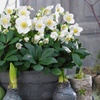 Image 1: 3 o 6 plantas Helleborus Niger (eléboro de Navidad)