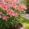 Image 10: Graduation Flower Bulb Collections