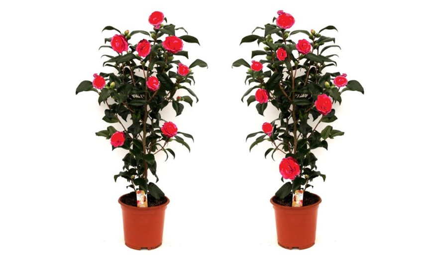 Image 10: 1 ou 2 arbustes de camélia du Japon XL de Gardenzo