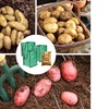 Image 1: YouGarden Three Packs of Potato Growing Selection 
