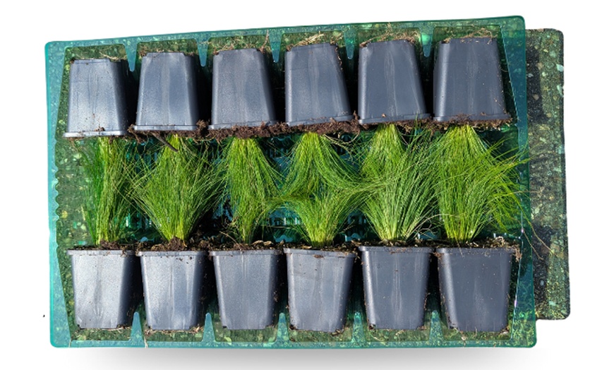 Image 6: Set di Piante Perennials Border Luna, de LunaNatureNest