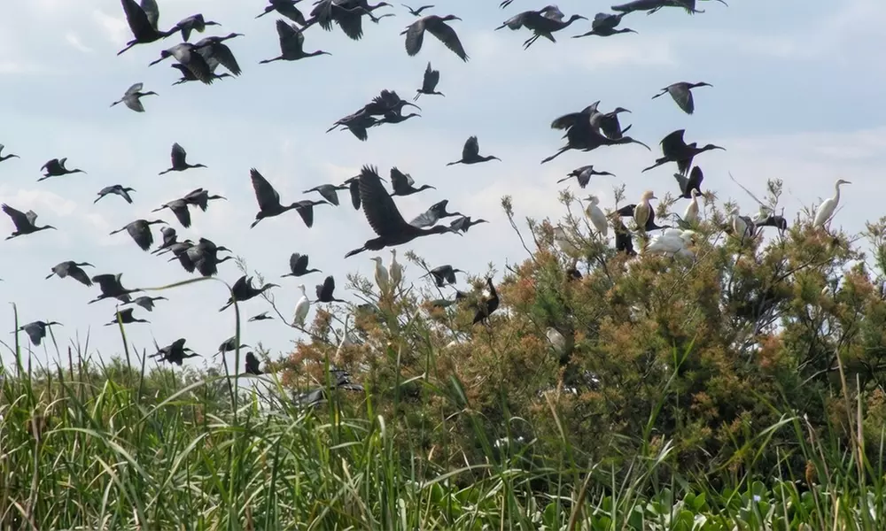 Visita guiada al Parque Nacional de Doñana en 4x4 para niño o adulto
