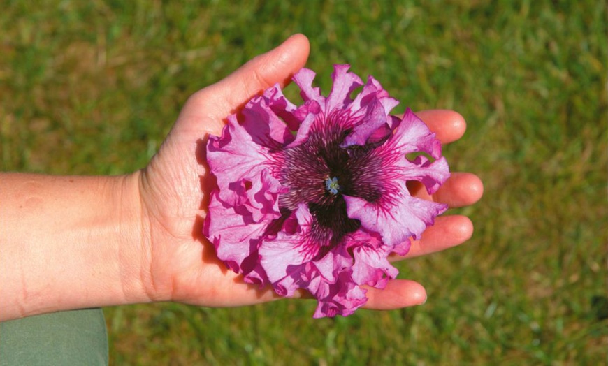 Image 5: Up to 48 Petunia 'Superbissima Triumph Mix' Plants