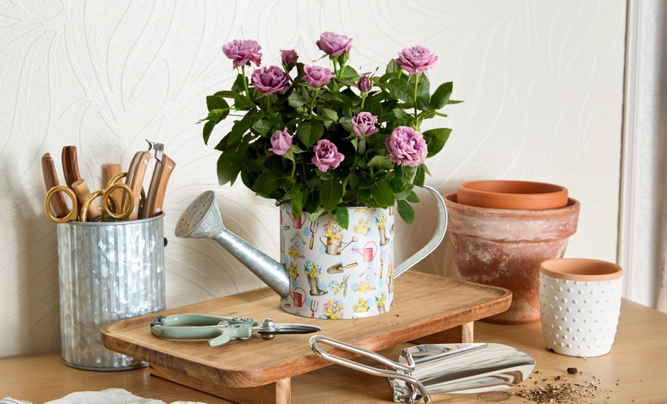 Next Day Delivery Lush Plants from 1-800-Flowers (up to 50% off)