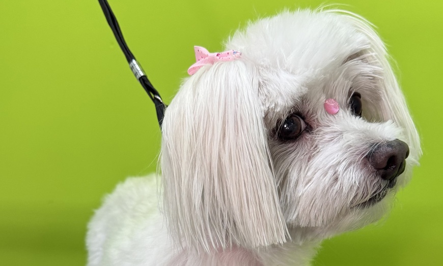Image 3: Sesión de peluquería canina para perros hasta 6, 15 o 30 kg 