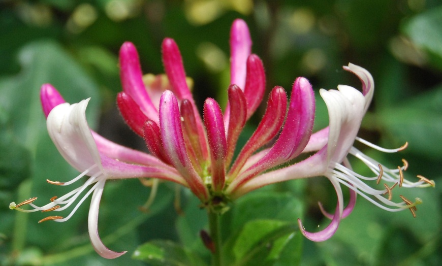 Image 3: Set de 8 flores trepadoras mixtas en varios colores de Gardenzo