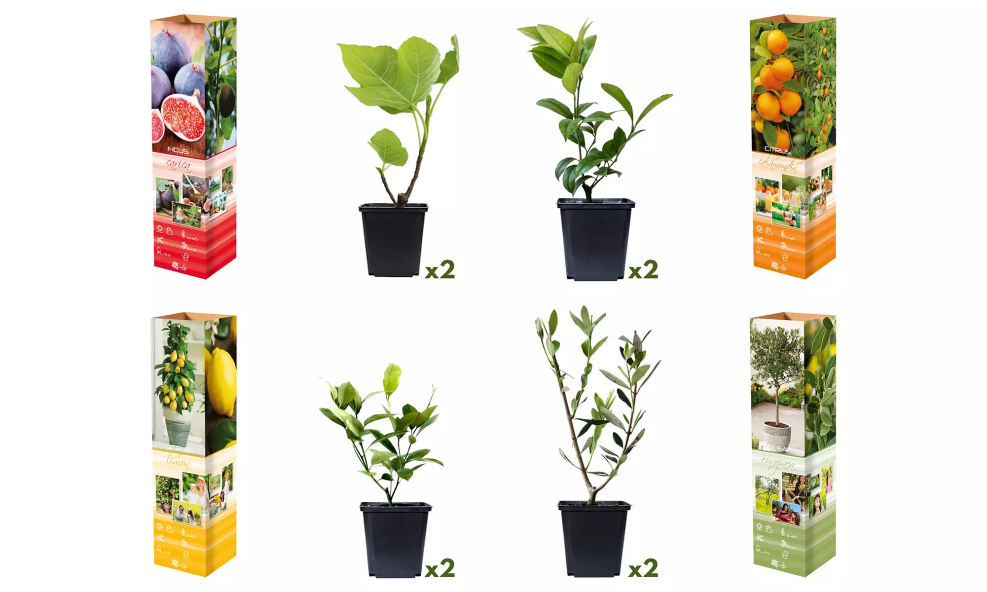 4 ou 8 plantes méditerranéennes