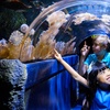 Image 2: Melbourne Big Ticket: Multi- Attraction Pass for Adults & Kids 
