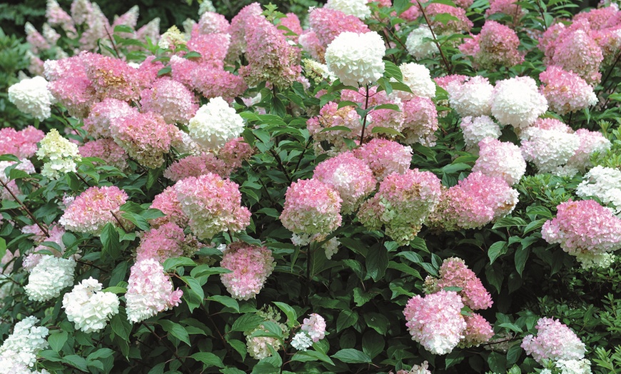 Image 11: One, Two or Three Hydrangea Paniculata Vanilla Fraise Potted Plants