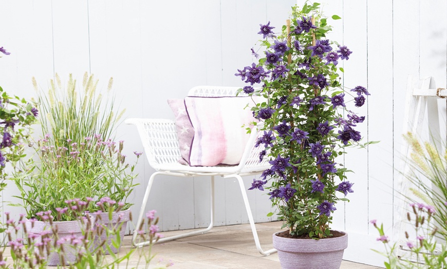 Image 13: One, Two or Three Clematis Potted Plants