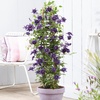 Image 13: One, Two or Three Clematis Potted Plants