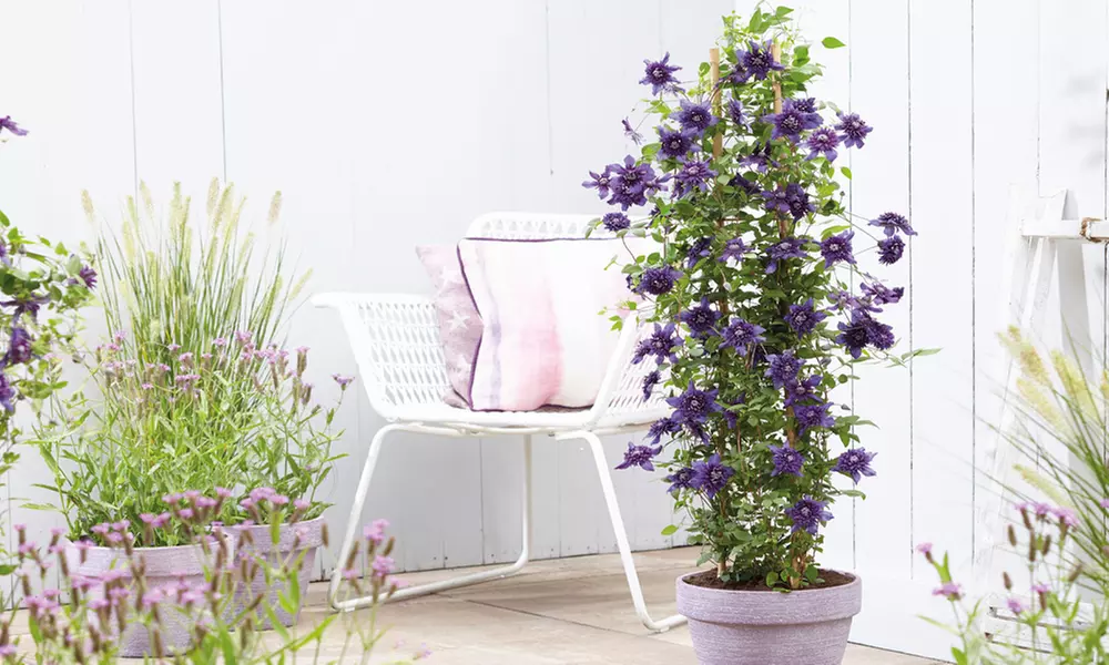 One, Two or Three Clematis Potted Plants