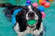 Dog Swim & Groom Deals: 1 or 3 Dog Swim Session or Deluxe Groom
Packages for All Breeds @Pawsome (Up To 56% Off) - Image 6