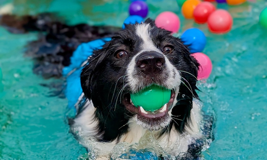 Image 6: Dog Swim Sessions or Deluxe Grooming Packages for All Breeds