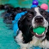 Image 6: Dog Swim Sessions or Deluxe Grooming Packages for All Breeds