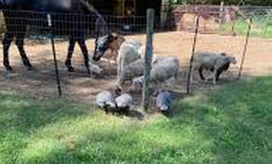 Image 2: To Your Doorstep: 60- or 90-Minute Mobile Petting Zoo Experience
