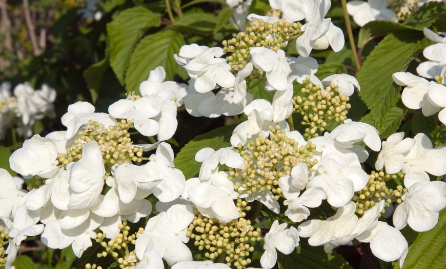 Image 1: Viburnum plicatum 'Kilimanjaro Sunrise'