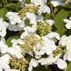 Image 1: Viburnum plicatum 'Kilimanjaro Sunrise'