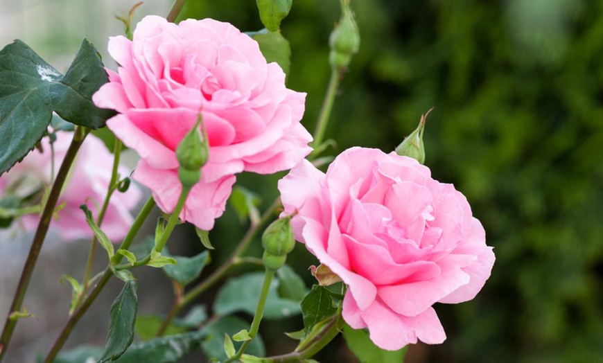 Image 7: Hybrid Tea Rose Collection 