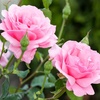Image 7: Hybrid Tea Rose Collection 