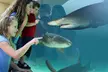 Visit Aquarium of the Pacific – Southern California’s Ocean Adventure - Second Medium