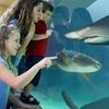Image 3: Aquarium of the Pacific: Admission for All Ages Up to 33% Off