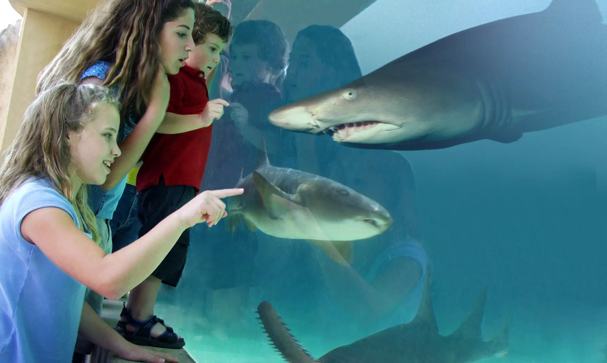 Aquarium of the Pacific: Admission for All Ages