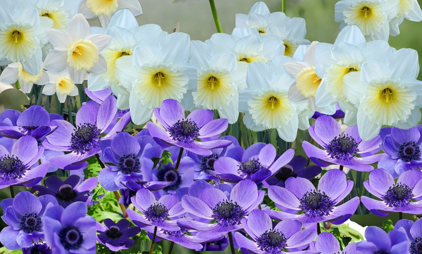 Image 2: 35x Blumenzwiebel-Mix „Sunny Garden Box“