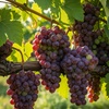 Image 1: Muscadine Grape Vines - Multiple Varieties with Free Shipping (Up to 24% Off)