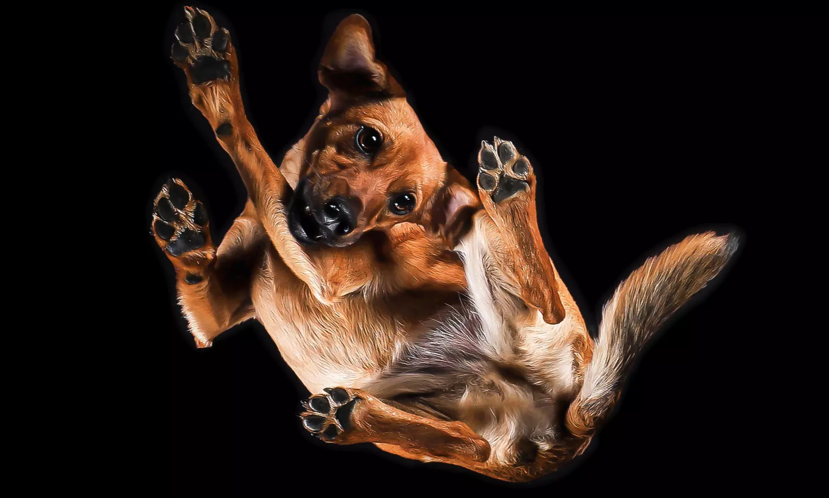 "From Below Photo" - Fotoshooting für deinen Hund