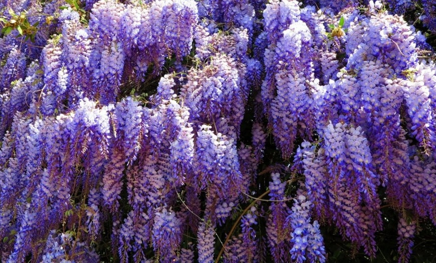 Image 6: Wisteria Plants