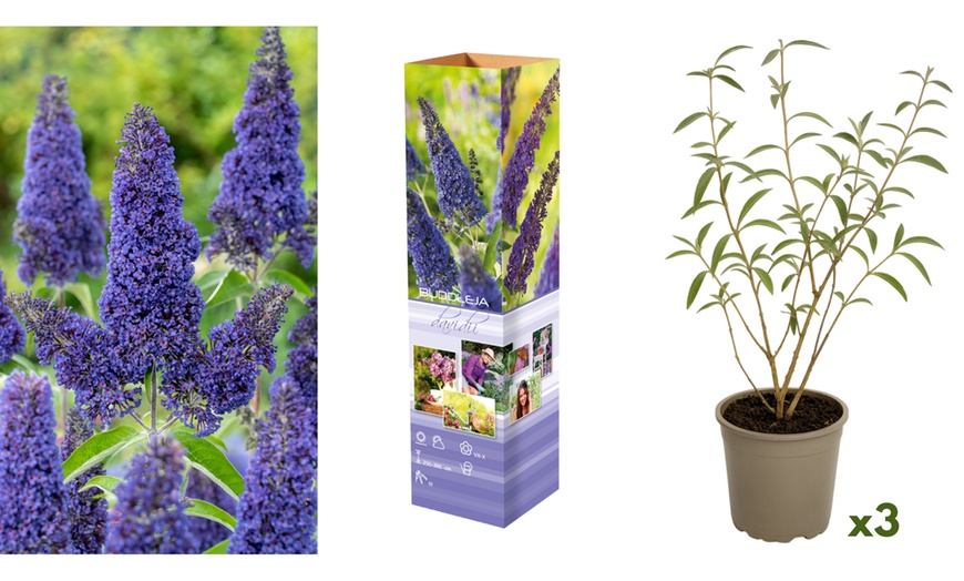 Image 2: Jeu de 3 ou 6 douilles papillon