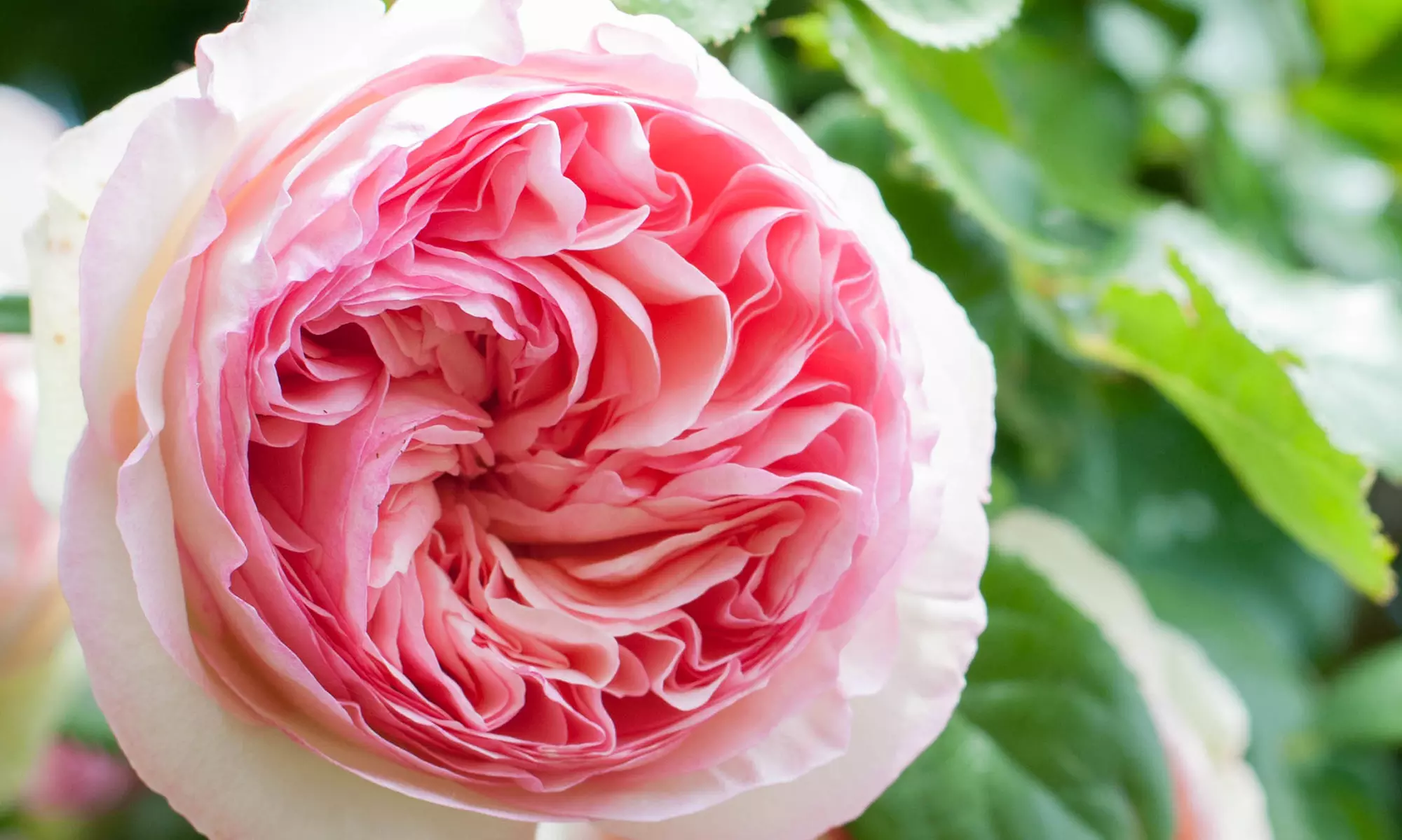 Lot de 2 ou 4 rosiers grimpants Pierre de Ronsard Meiviolin de Willemse France - Primary Image