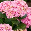 Image 12: Hydrangeas in Quart, 1 Gallon, and 2 Gallon Sizes with Free Shipping (Up to 15% Off)