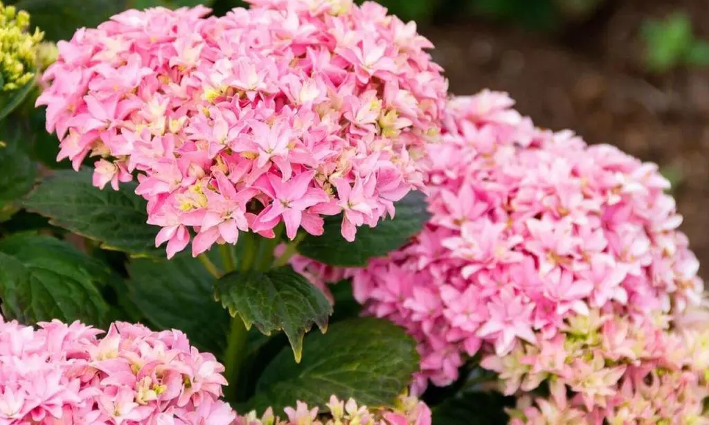 Hydrangeas in Quart, 1 Gallon, and 2 Gallon Sizes with Free Shipping (Up to 24% Off)