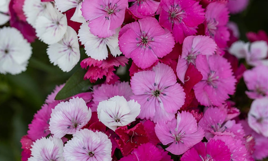 Image 5: 10 or 20 Sweet William Dianthus Dart Pink Magicia Plants