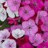Image 5: 10 or 20 Sweet William Dianthus Dart Pink Magicia Plants