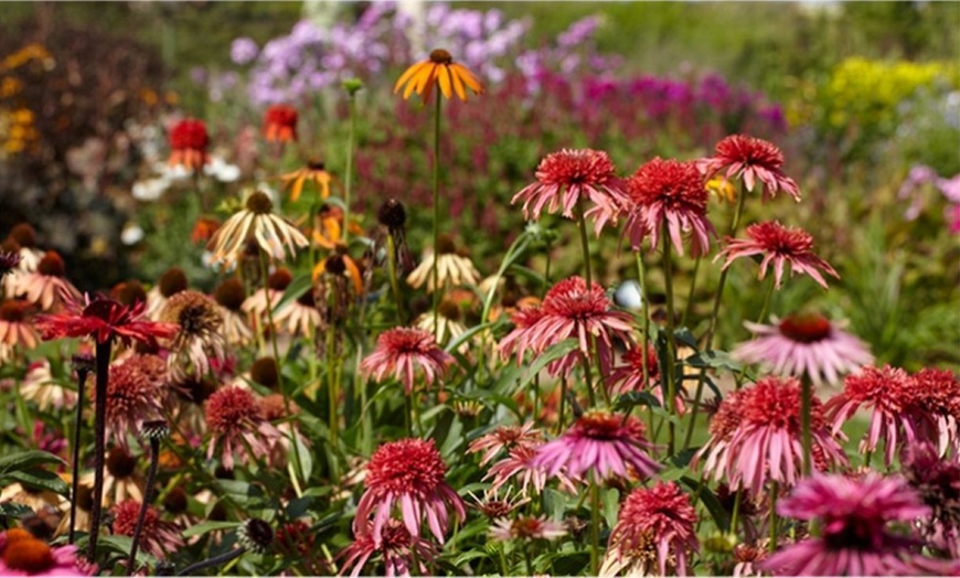 Image 4: Five Perennial Border Plants