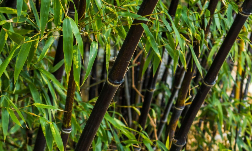 Image 1: Bambú Black (Fargesia nitida 'Black Dragon')