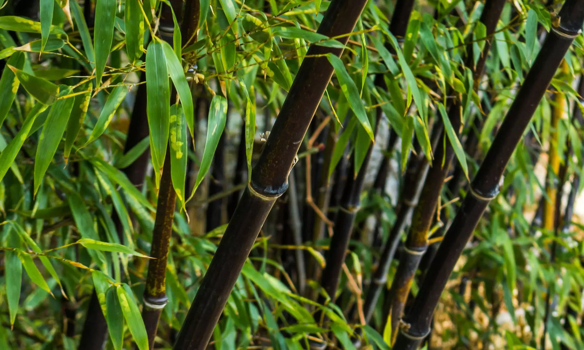 3 o 6 Bambù Black (Fargesia nitida 'Black Dragon') - Primary Image